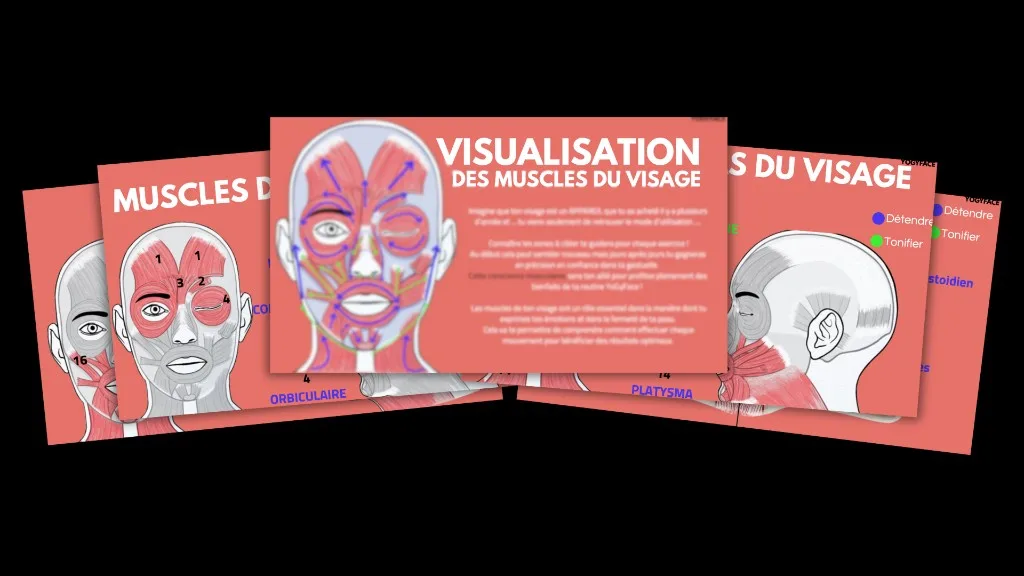 Visualisation des muscles du visage